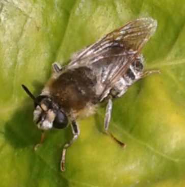 Stratiomyidae : femmina di Stratiomys cfr. longicornis?